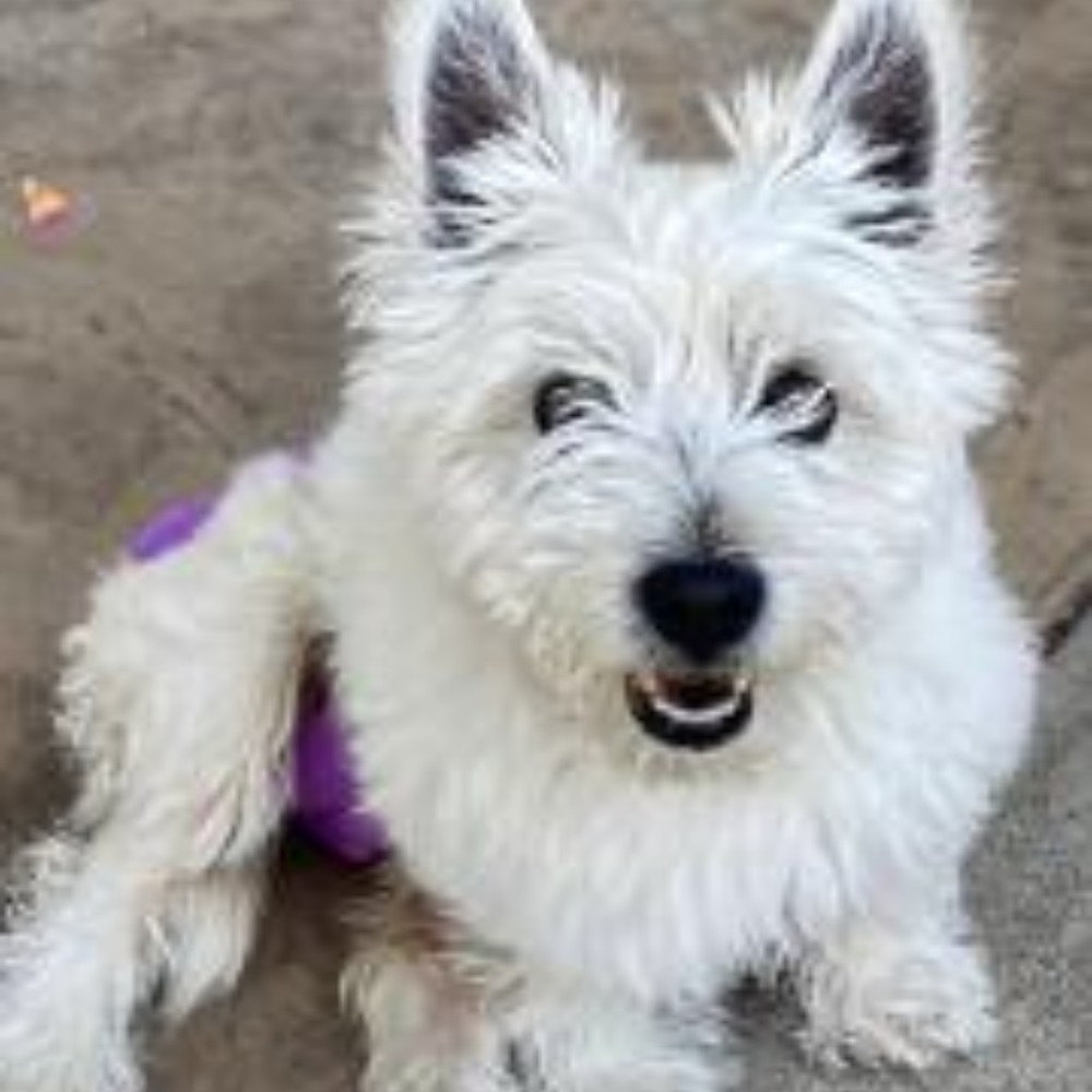 Meet your Posher, Callie